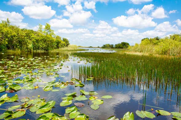 Offre : Everglades + Bus panoramique + Maisons des célébrités