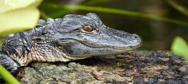 Excursion aux Everglades