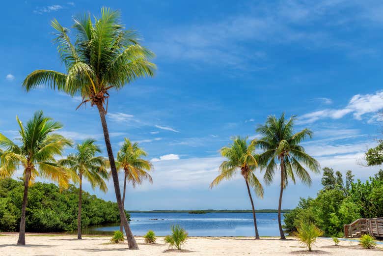 Vue sur la mer avec des palmiers à Key Largo